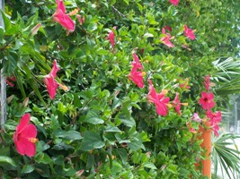 Hibiscus on the grounds at Vega Inn and Gardens