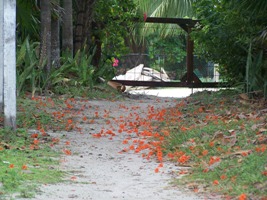 Vega Inn and Gardens, west entrance