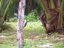 Vega Inn and Gardens, woodpecker